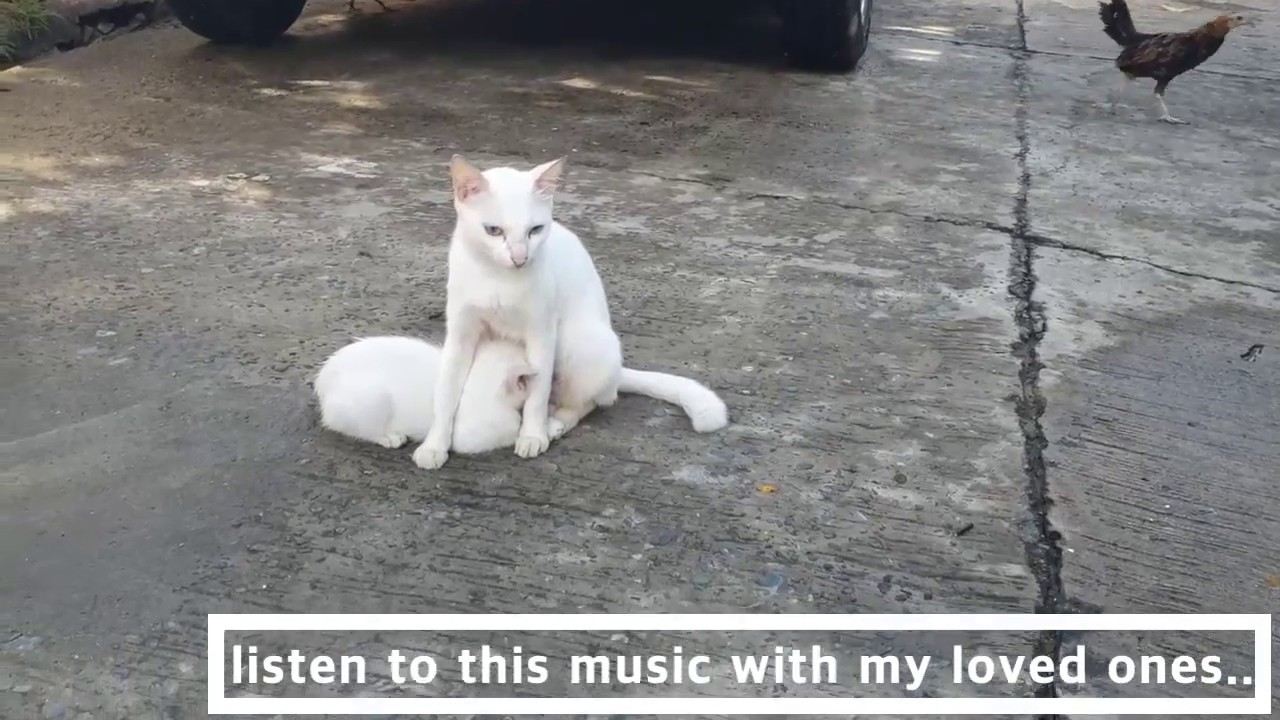 The cat is breastfeeding the kittens. Who says chicken and cat are
