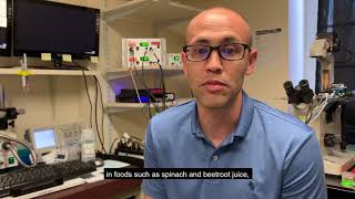 Physiology Shorts: Dietary nitrate supplementation increases diaphragm peak power in old mice.