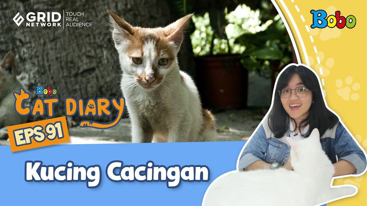 Jangan Sampai Terjadi pada Kucing Kesayanganmu! Ini 5 Tanda Kucing 