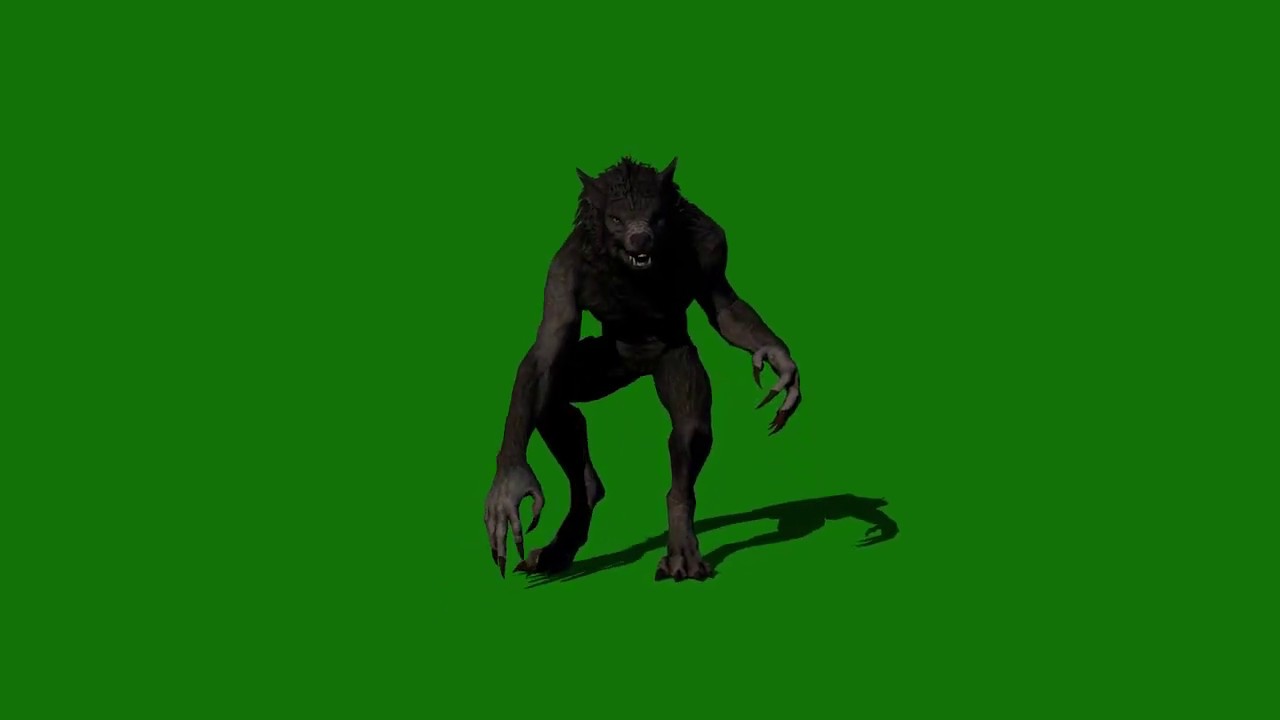 WOLF GREEN SCREEN VIDEO