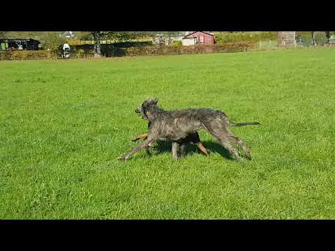 Video: Was kostet ein Irish Wolfhound?