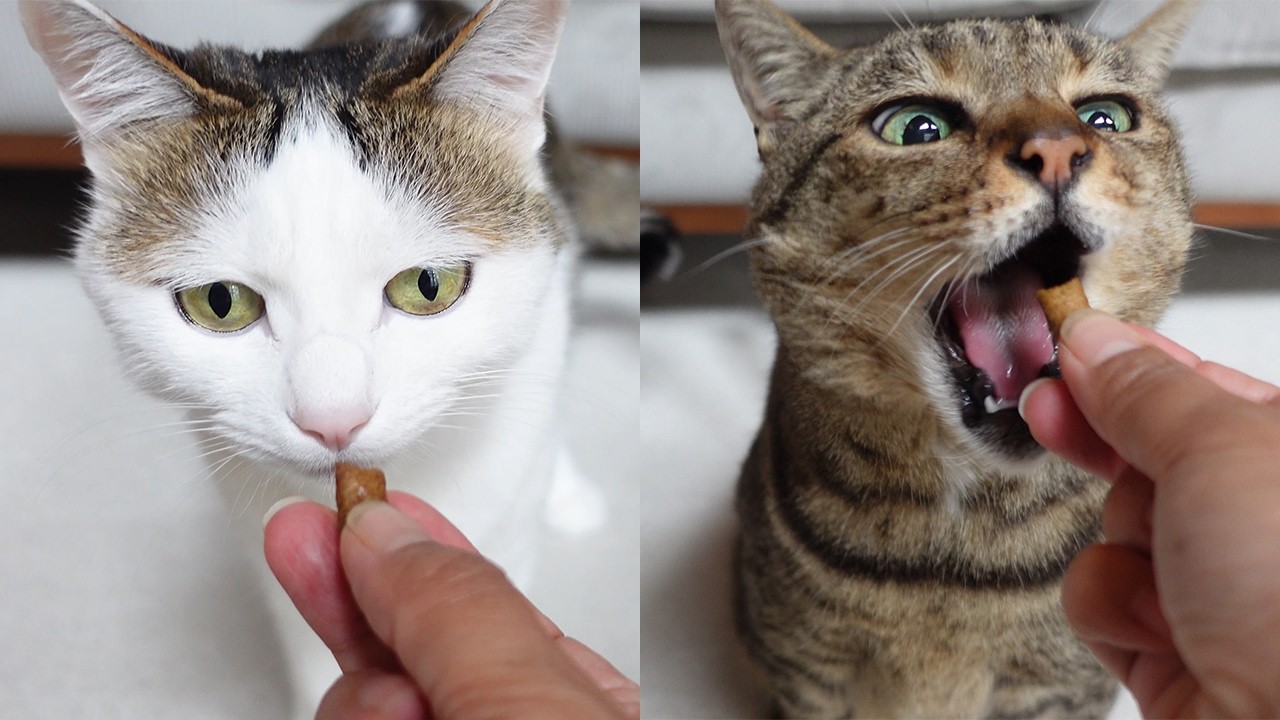 初めてのおやつに慎重すぎるみりと、迷いがないはな。-Miri is too cautious about first snack and Hana doesn't hesitate at all.-