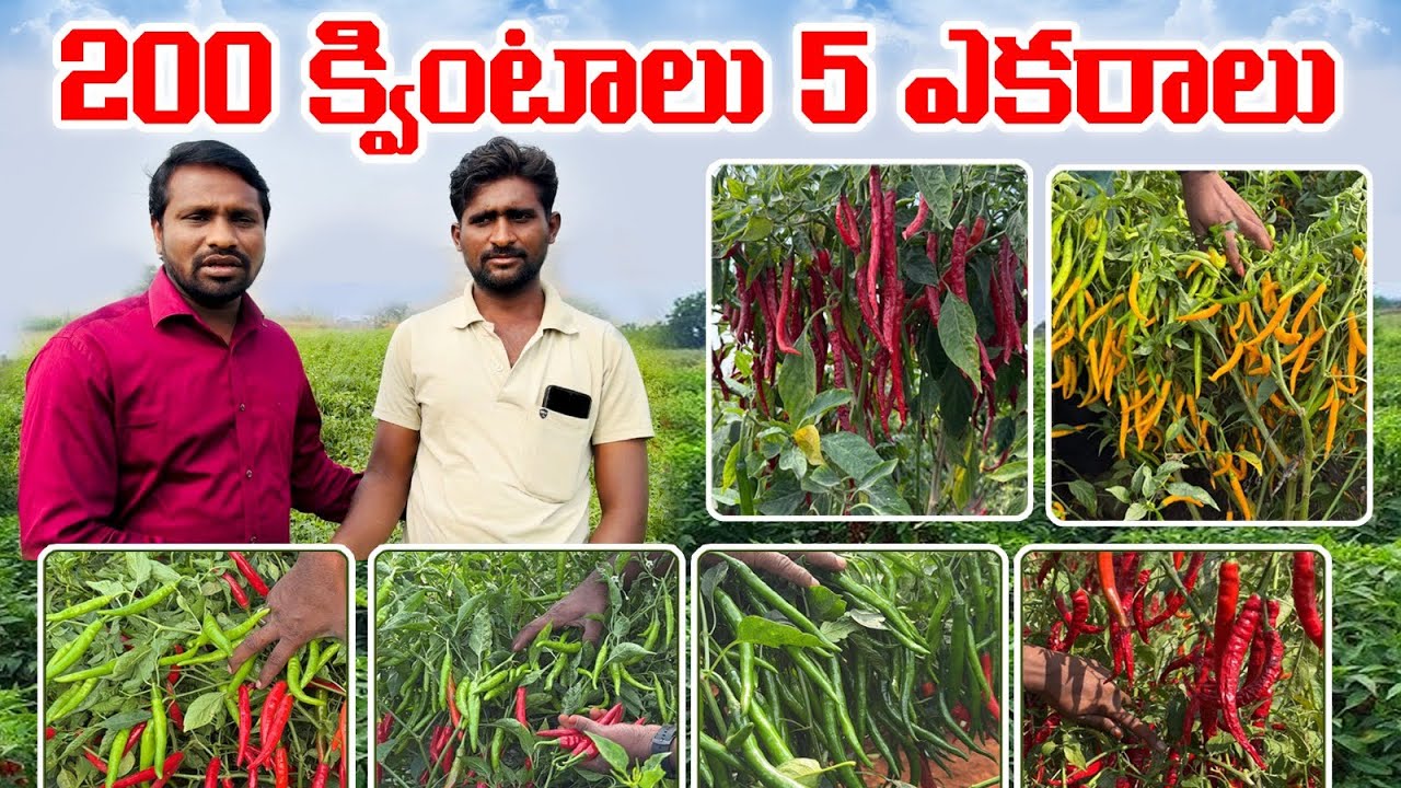  #naringayellowgold #devara2124 #geminiplus #teja #akira #7093798517 #gunturmirchirates 