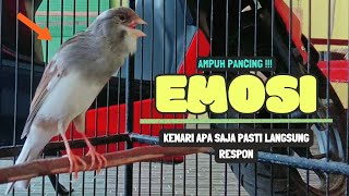 Suara Pancingan KENARI Paud BeLajar BUNYI NgeriwiK || Cuit Cuit MASTERAN Kenari Paud #106