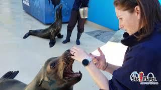 Six Flags Discovery Kingdom Animal Care Update