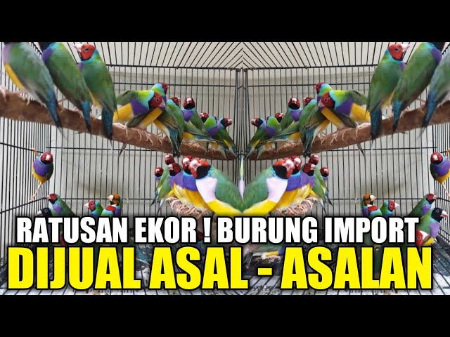 APA GA RUGI BURUNG IMPORT MEWAH DIJUAL CUMA SEGINI DIKIOS PASAR PRAMUKA class=