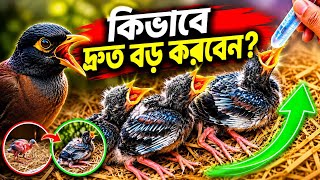 কি খাওয়ালে শালিক পাখির বাচ্চা দ্রুত বড় হয়? | Baby Myna Bird Care. 