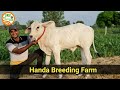 👍Top Class #बछड़े व #बछड़िया👍 - Handa #Desi #Cow Breeding Farm👍(8813854754)👍