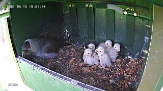 Jackdaws bullying kestrel chicks part 2