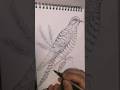 Inchiostro Libero #Sketch #Drawing #Pensketch #Blackandwhite #Bic #Cridart #Bird #Ink #Cuculo #Biro