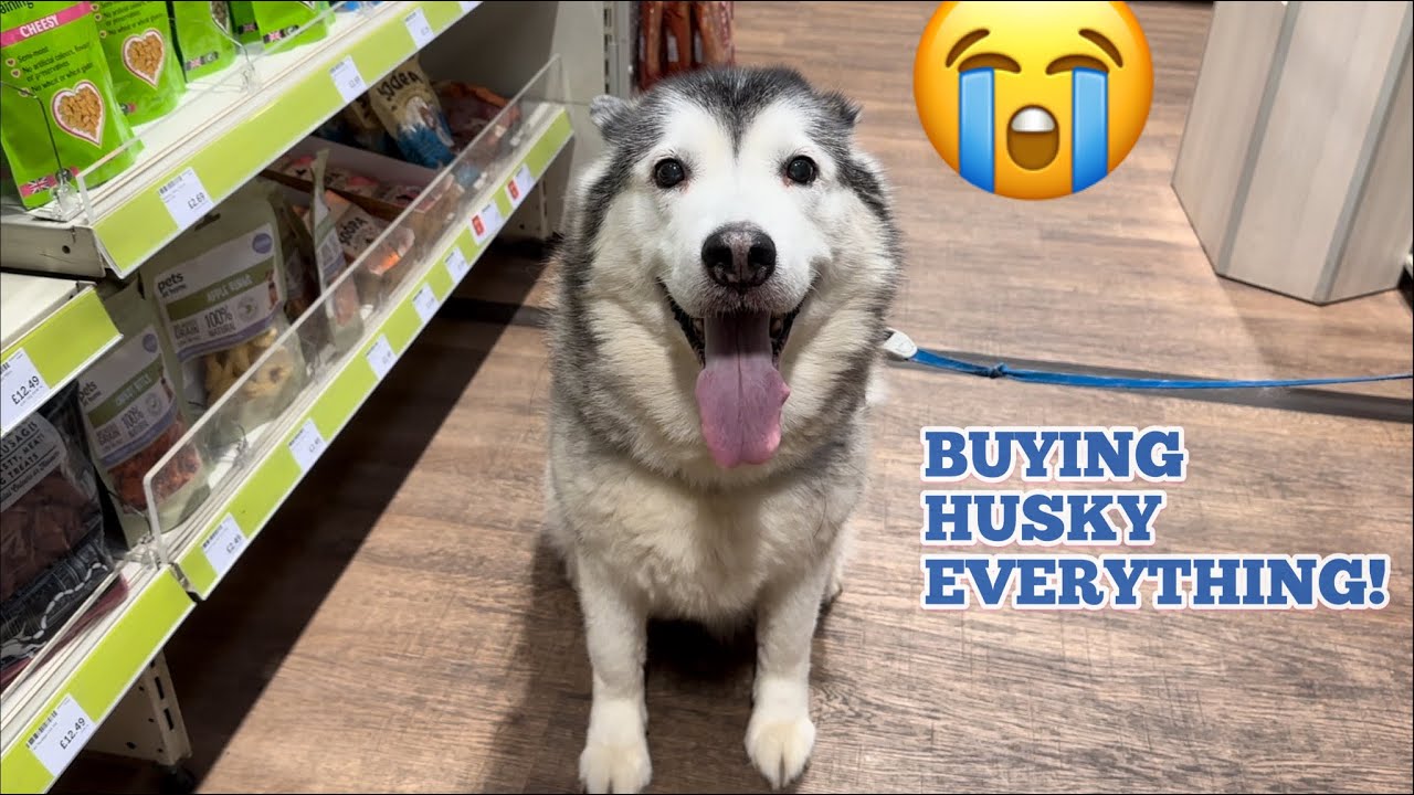 BUYING My POORLY Husky ANYTHING She Wants!🥹💖.