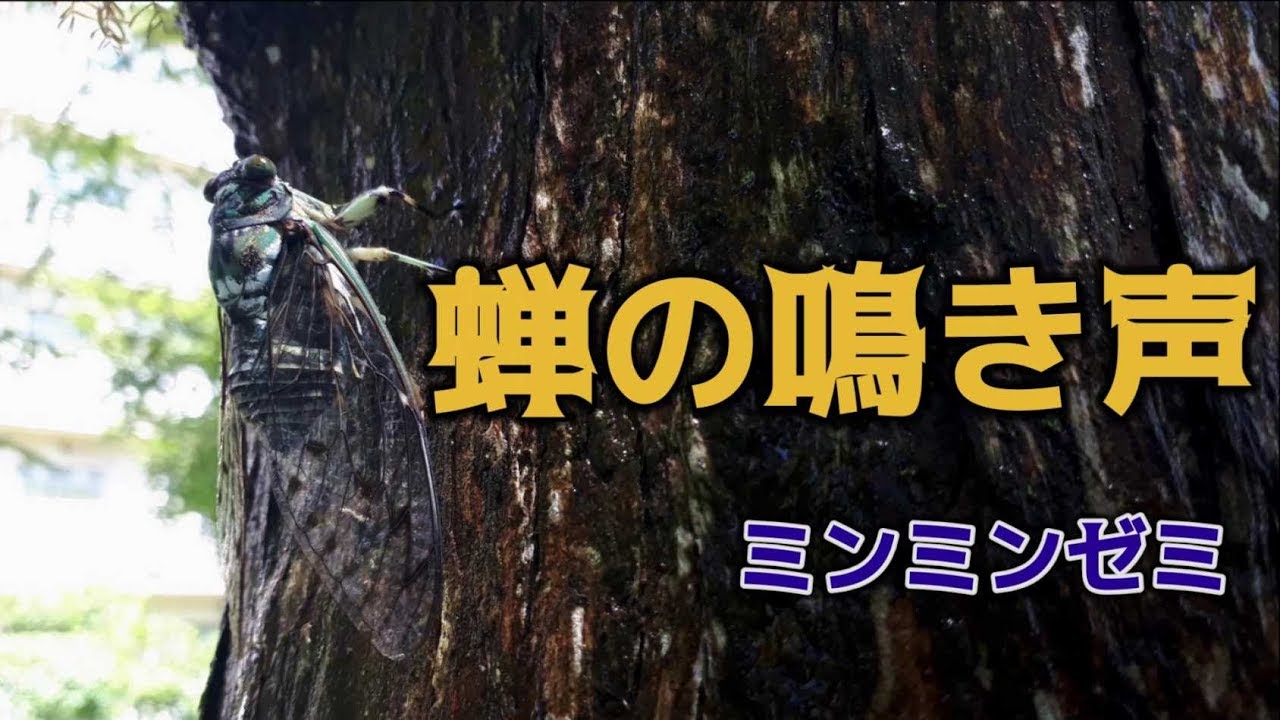 ミンミンゼミの鳴き声 Youtube