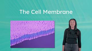 The Cell Membrane - The Gatekeeper of the Cell