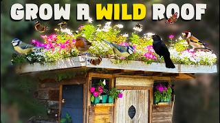 I grew a WILD ROOF GARDEN for birds and pollinators in my english cottage garden.