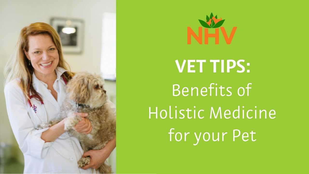 Benefits Of Holistic Medicine For Your Pet YouTube Benefits Of Holistic Medicine For Your Pet YouTube