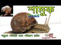 Snail  mollusca   khagendra rabha  a species of land snail