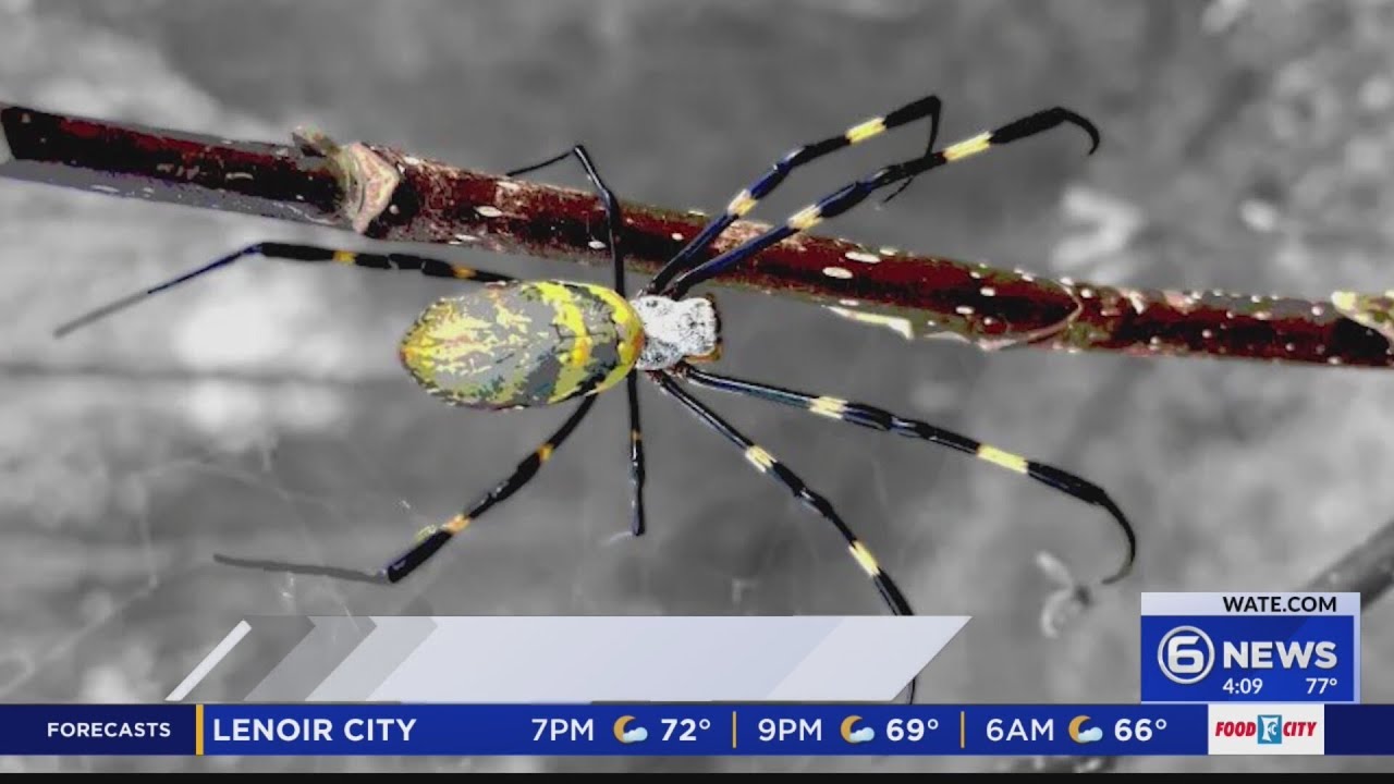 Massive spiders spotted in Cades Cove
