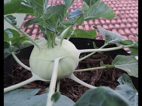 Vídeo: Os Segredos Do Cultivo De Couve De Couve-rábano