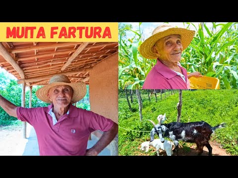?MUITA FARTURA NO SÍTIO VEJAM SÓ COMO TÁ MARIA BONITA ?+CONVERSA BOA COM MEU PAI