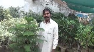 Indoor Plants Care and Maintenance | Indoor Plants Name | Indoor Plant Care Services (Urdu/hindi)