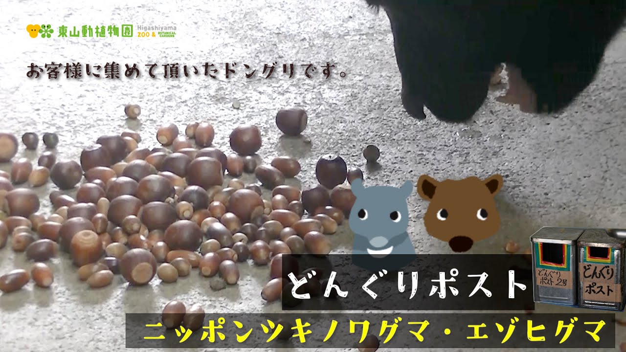 東山動植物園公式】どんぐりポスト《 ニッポンツキノワグマ エゾヒグマ