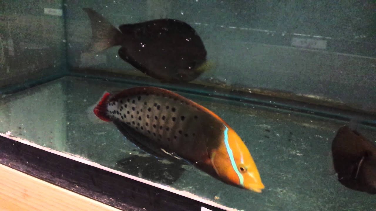 Formosa Wrasse 139 Sri Lanka YouTube