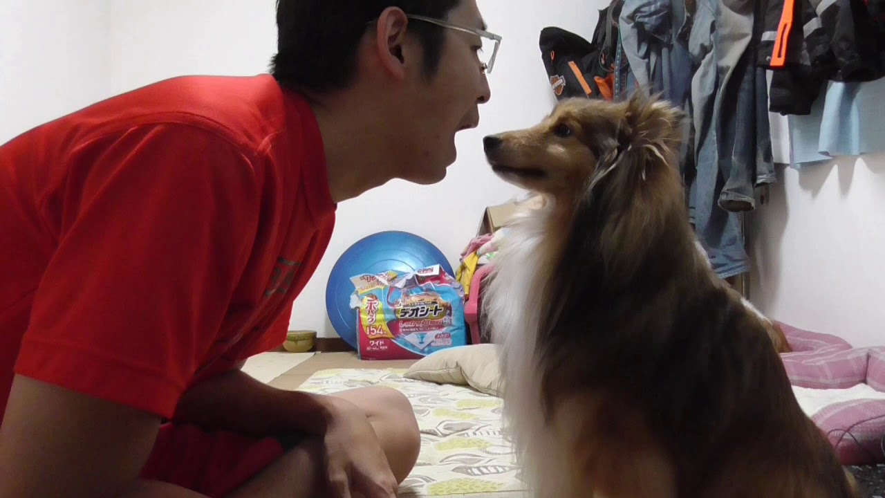 可愛いシェルティ 犬が人の顔を舐めるについて Youtube