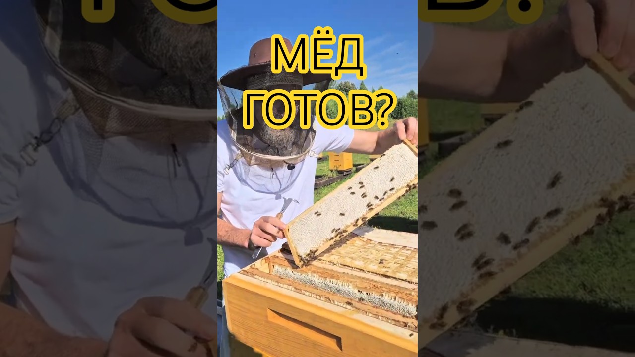 МЁД К ОТКАЧКЕ ГОТОВ?