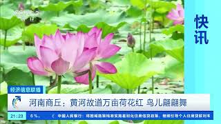 [经济信息联播]河南商丘：黄河故道万亩荷花红 鸟儿翩翩舞| 财经风云
