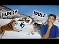 Reality of husky  wolf are they from same family