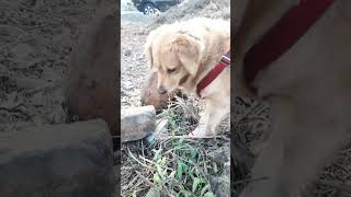 🎯Acchi Karam #funny #cartoon #comedyvideo #funnyvideo #cutelisa #goldenretriever #pets