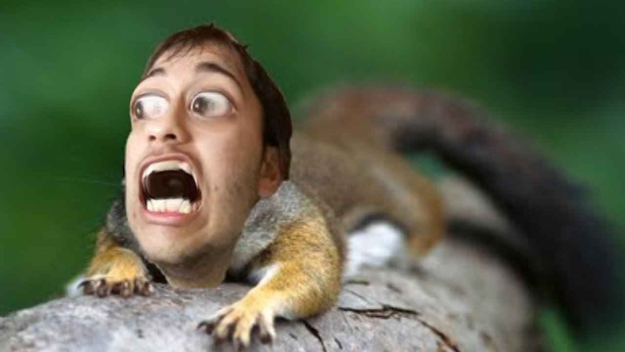 how long can i survive as a squirrel/( Squirrel simulator )