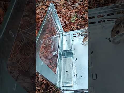 Releasing a deer mouse outside