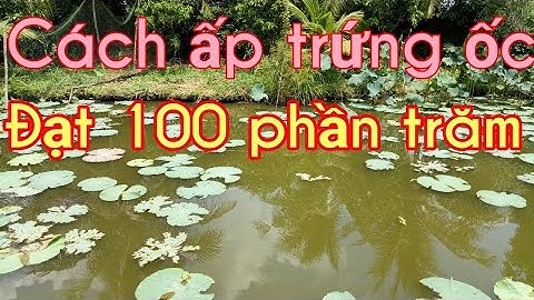 Cách ấp trứng ốc đạt hiệu quả một 100 phần trăm Tuấn Hậu Giang
