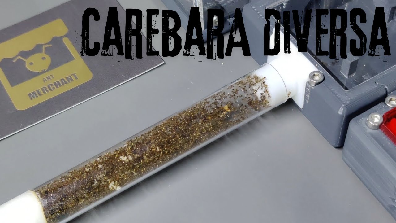 Новая Carebara Diversa от The Ant Merchant (Азиатские муравьи-мародеры) (4K)