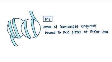 Tn5 ATAC-Seq #shorts