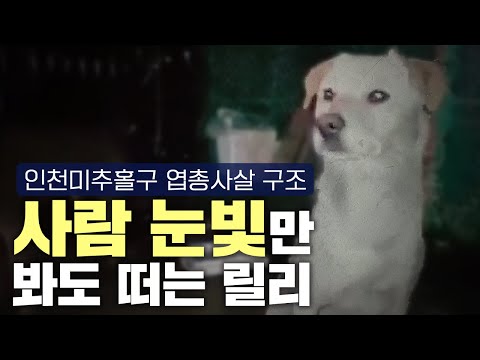 인천에서 벌어진 강아지 엽총 사살 사건.. 1마리에 50만 원이라는 현상금까지.. 충격에 빠진 강아지 릴리.. 과연 나아질 수 있을까..?