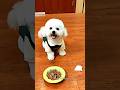 Cute dog is very clever 😄 #shorts