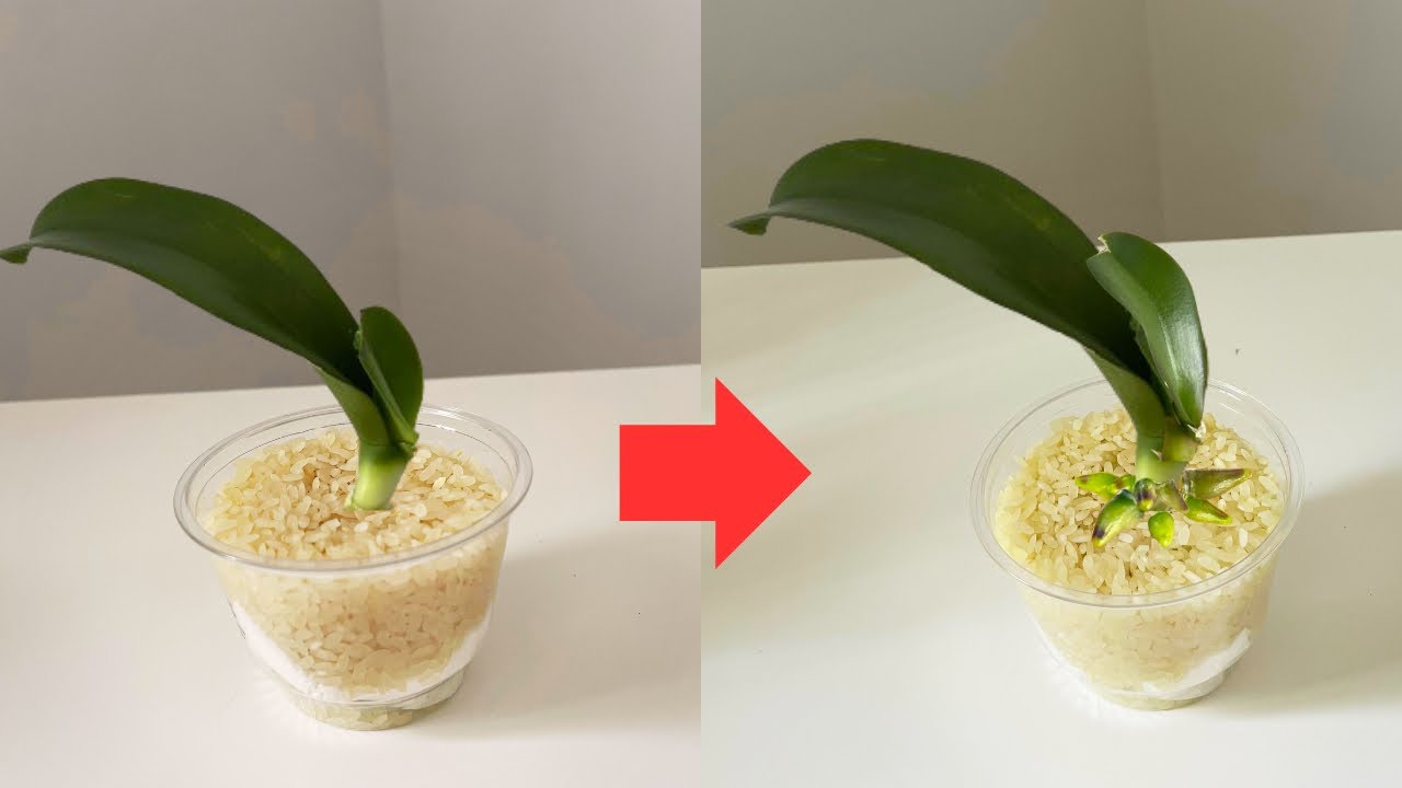 Нужен только рис❗️За 10 дней орхидея без корней вырастает много корней и листьев
