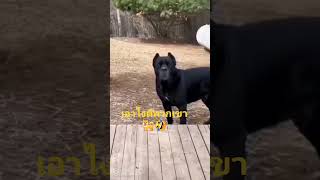 #scm #funny #kasettransform #cat #stitch #duet #pov  #cute #เกษตรทรานส์ฟอร์ม# @khouanta2417