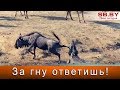 Бегемоты спасли антилопу гну от крокодила