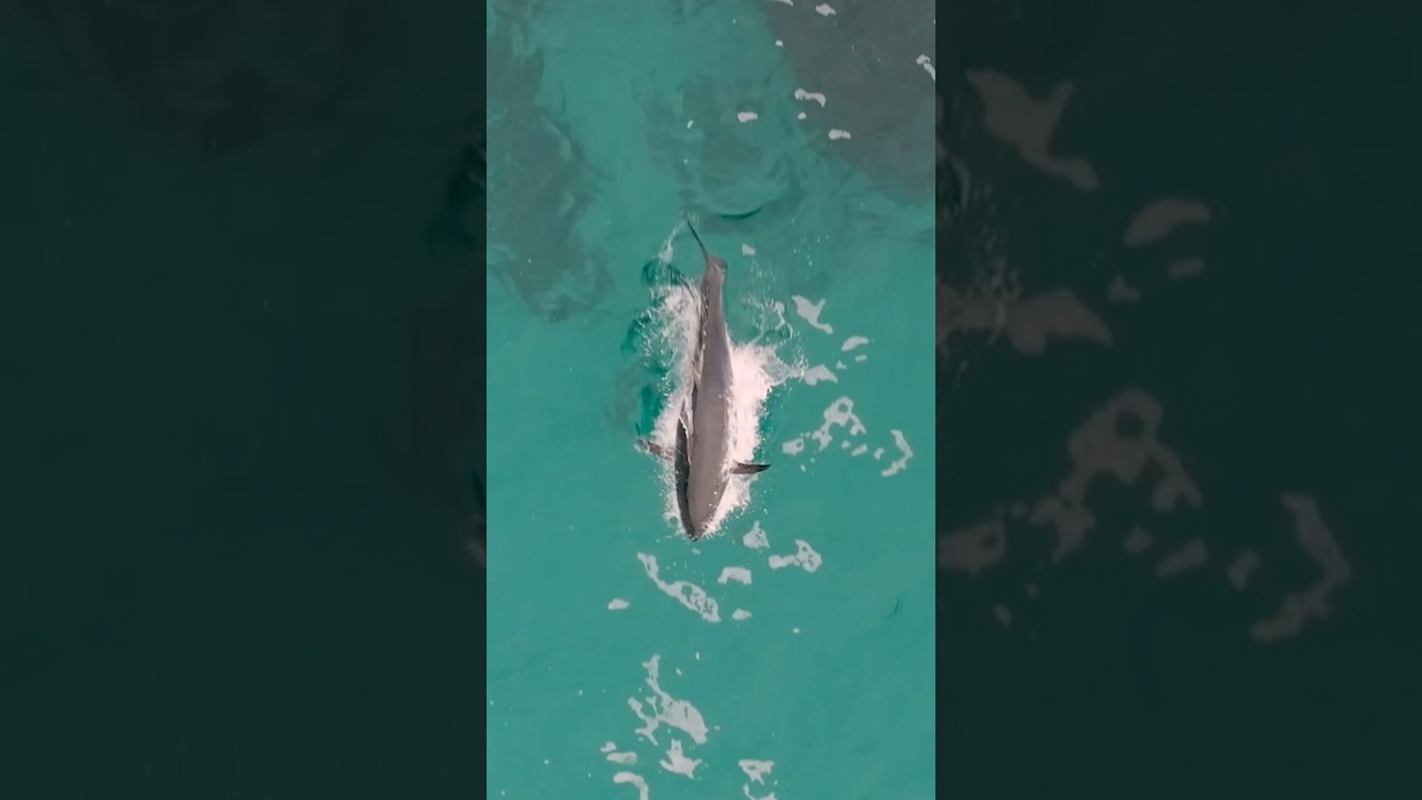 Tuna hunting from above 