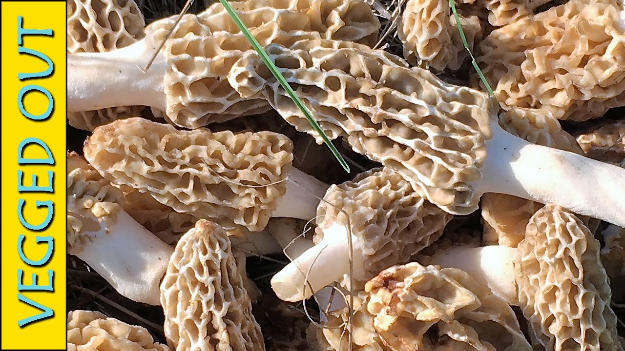 2017 MOREL MUSHROOM HUNTING SEASON I FOUND A PILE OF MORELS FOOD