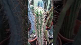 How to recognize a sunburn on a Trichocereus / Echinopsis