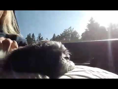 Roxie travelling through New Brunswick.
