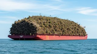 Texas Buried Thousands of Dead Trees Under the Gulf of Mexico s Shore, 2 Years Later Result Shocked