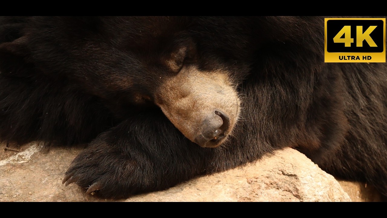 A Day in the Life of a Bear...