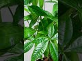 Your Soil Shouldn't Smell Like a Swamp #toptrending #gardeningtips