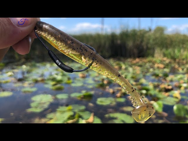 This tickle tail swimbait CRUSHES BASS 