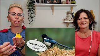American Couple Reacts: FIRST TIME Seeing British Birds!! This is SO COOL!!
